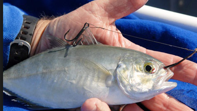 Live bait fishing – Whitsundays, QLD