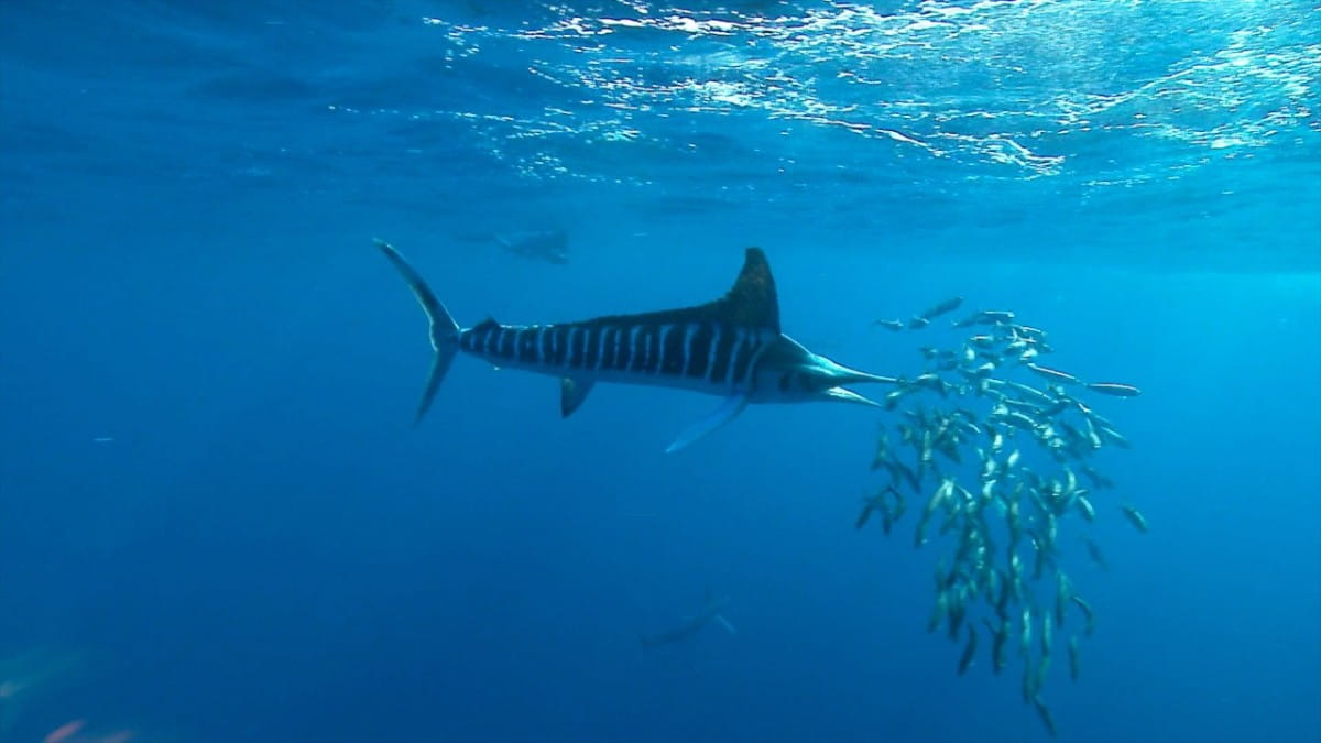 Fishing Reports Whitsundays Mackay Bowen Tourist 