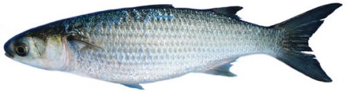 More information on Sea mullet can be found at: https://www.daf.qld.gov ...